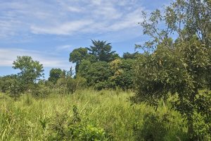 This 10 acres of farm land Lakwaya, Omoro is good for farming and animal rearing with nearby water source and road acess