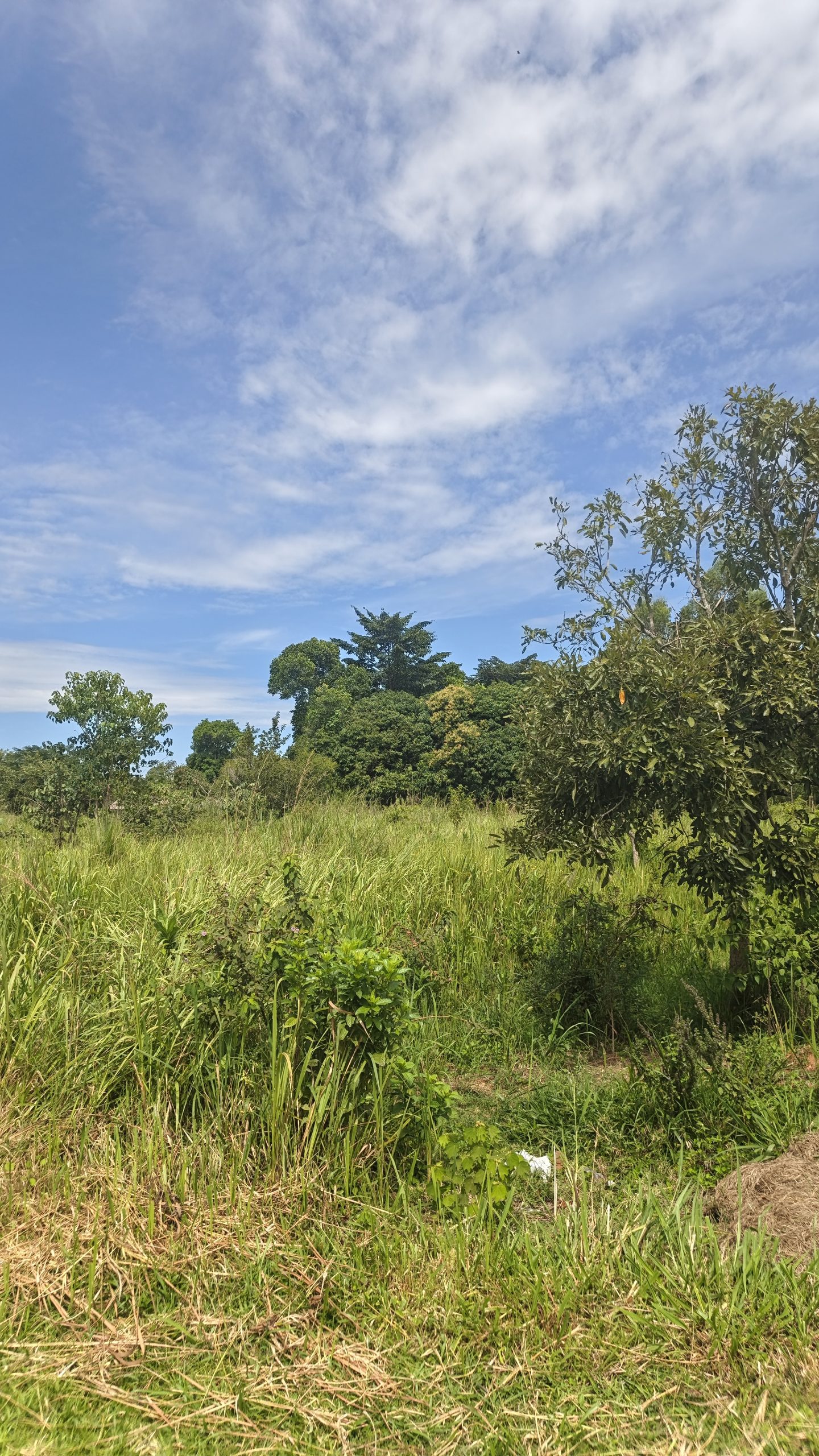 This 10 acres of farm land Lakwaya, Omoro is good for farming and animal rearing with nearby water source and road acess